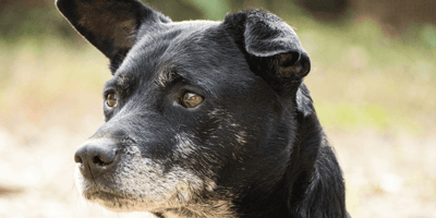 Alzheimer's in dogs: Black and white dog staring into distance