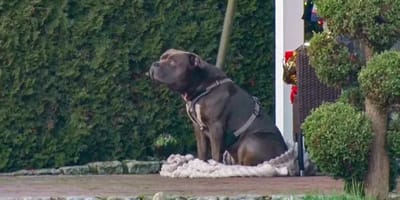 American Bulldog bewacht sein totes Herrchen