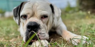 American Bulldog Shamo
