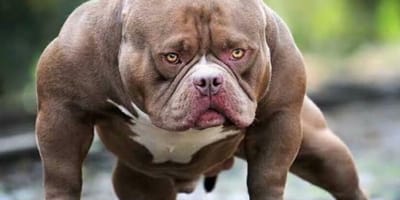 american-bully-XL