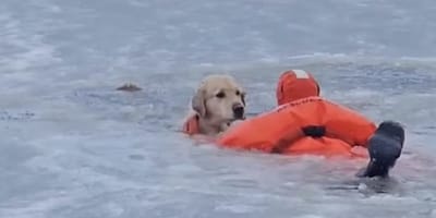 Amerikaanse brandweerman red hond Phoenix