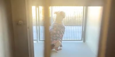 Ein ausgesetzter Hund in seinem Pyjama