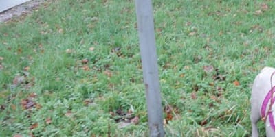 Een achtergelaten hond in het gras