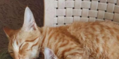 Andrei le chat roux