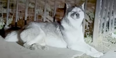Der Hund Angel