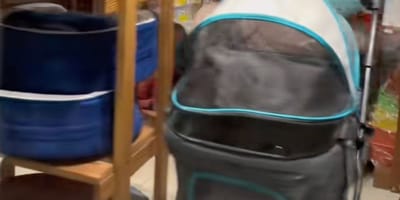 negozio di animali