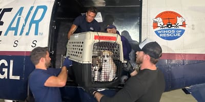 Animaux dans l'avion