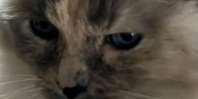 Katze Annie