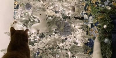 Dónde está el gato