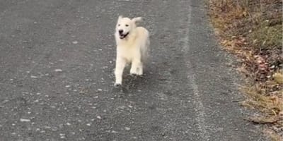 Hund Apollo