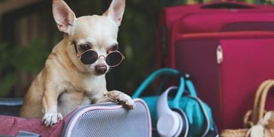 app-para-cuidar-perros