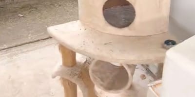 Arbre à chats
