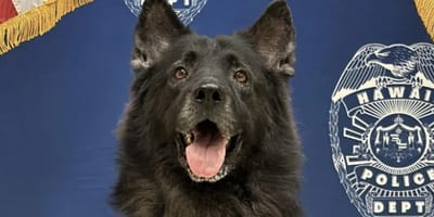Archer de politiehond die overleed in snikhete politieauto