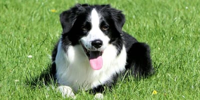 Are Border Collies good with kids: Border Collie sitting on grass