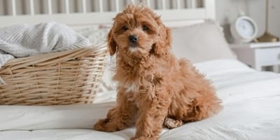 Are Cockapoos easy to train: Cockapoo on bed