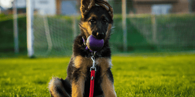 Are german shepherds easy to train?: German Shepherd puppy with ball in its mouth