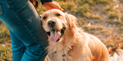 Are Golden Retrievers easy to train: Golden Retriever with owner