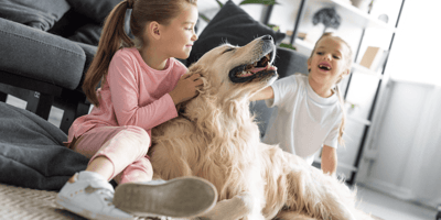 Are golden retrievers good with kids?: Golden Retriever with children in a living room