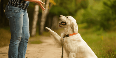 Are Golden Retrievers smart: Golden Retriever
