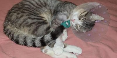 Argo il gatto