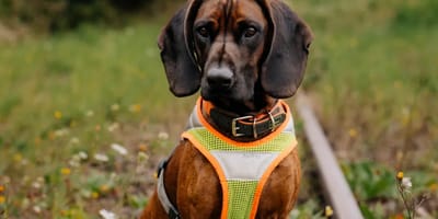 Artenschutzspürhund Clyde