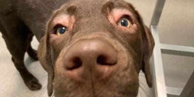 Asia la chienne