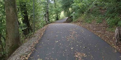 Asphaltweg im Wald