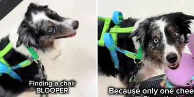 Assistenzhund soll einen Stuhl finden