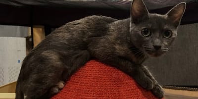 Athena the cat