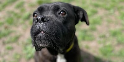 Athena, la chienne