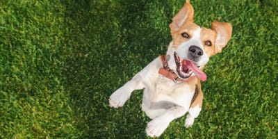 Auch Hunde können ADHS haben