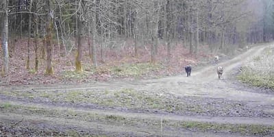 Image d'un piège photographique