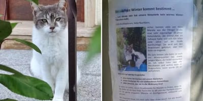 Aufruf für Streuerin Maralie