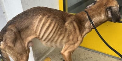 Aufs Skelett abgemagerter Hund