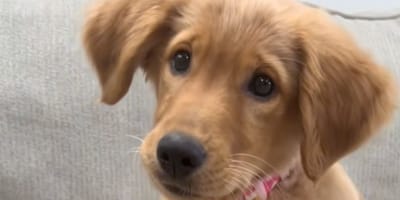 August la chienne
