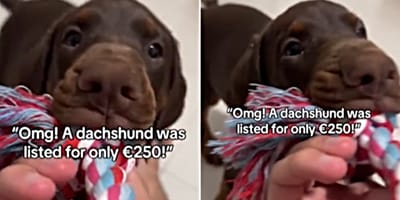 Aus Dackel wird Dobermann