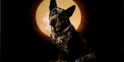 Australian Cattle Dog sitting in front of solar eclipse