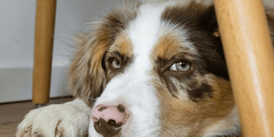 Australian Shepherd hiding under a chair