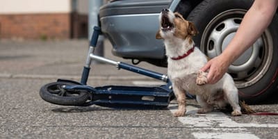 Auto rollt über Hundepfote