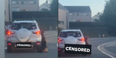 Auto schleift toten Hund hinterher