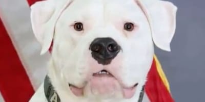 De hond Axel