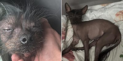 Baasje in Schiedam op zoek naar Peruaanse naakthond die mogelijk gestolen is