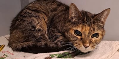 Baasjes na 11 jaar weer herenigd met poes Gina