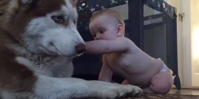 Bimbo con un Husky