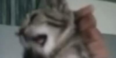 Babykatze für Likes gequält