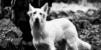 Bagira, pies z OSP Goszcza