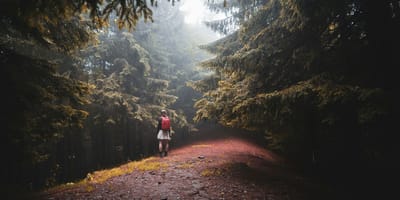 Balade en forêt