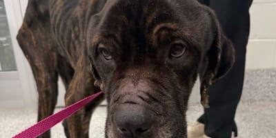 Balboa the dog
