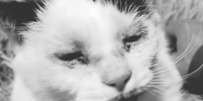 Baly the cat