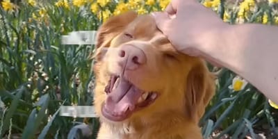Bande annonce Good Boy